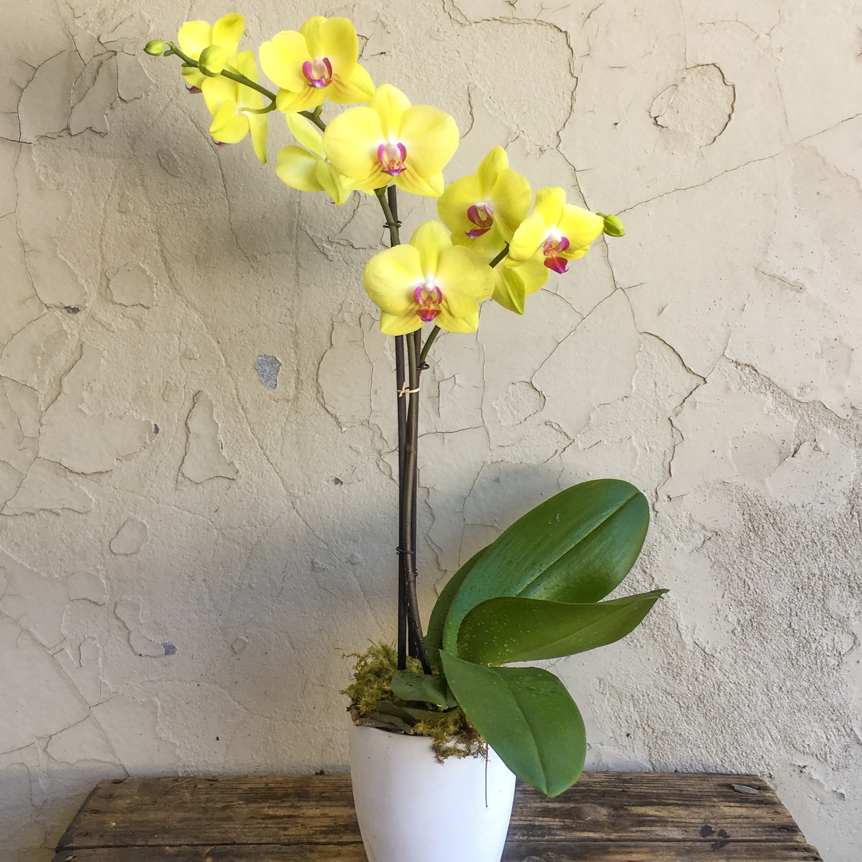 A pot of yellow phalaenopsis orchid with 1 branch expresses love